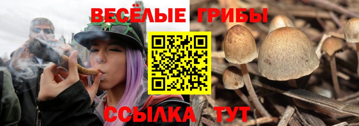 Псилоцибиновые грибы GOLDEN TEACHER Клин